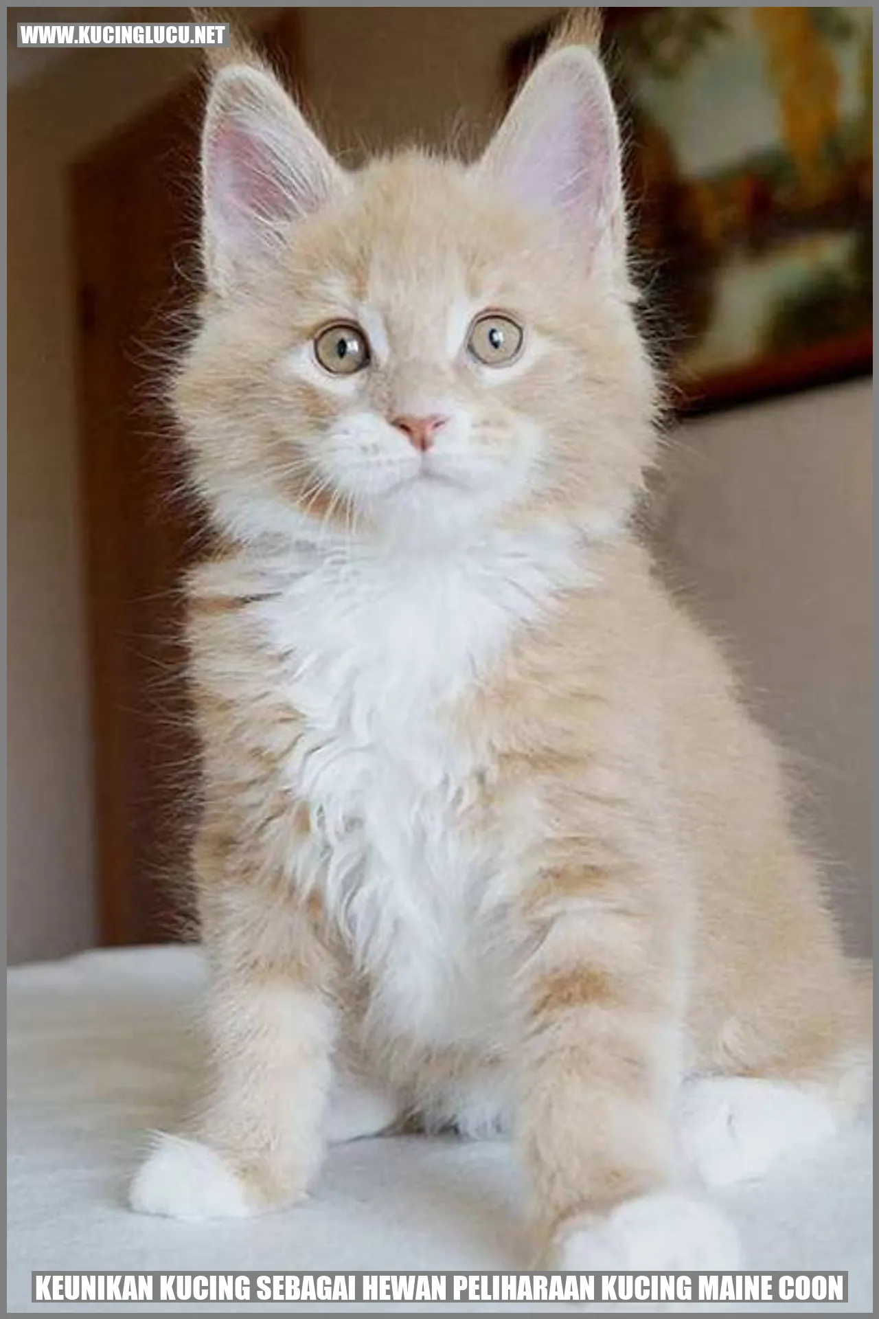 Kucing Maine Coon