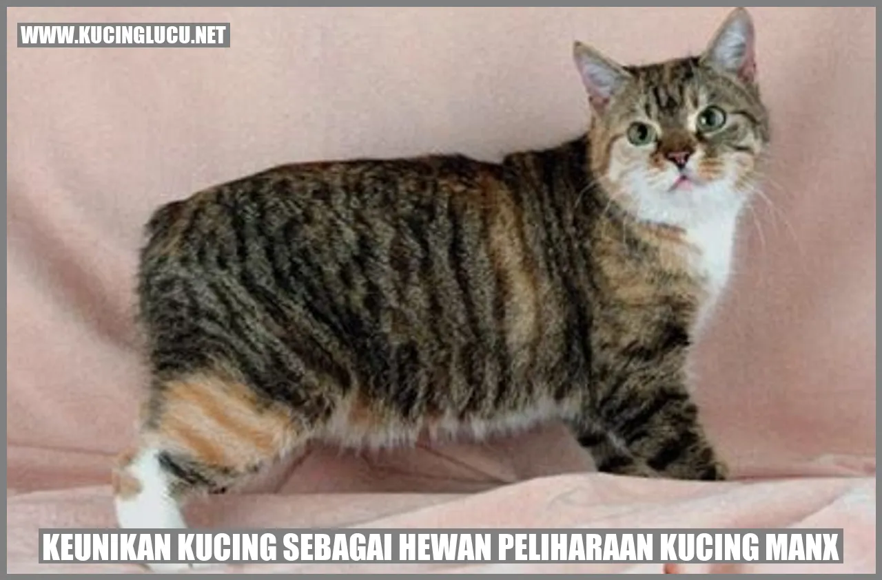 Kucing Manx