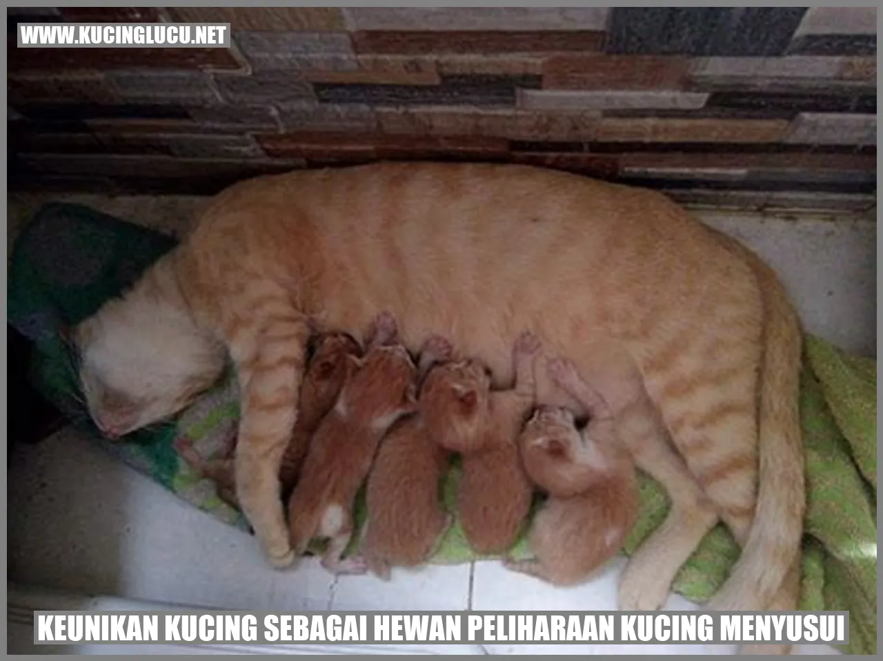 Kucing