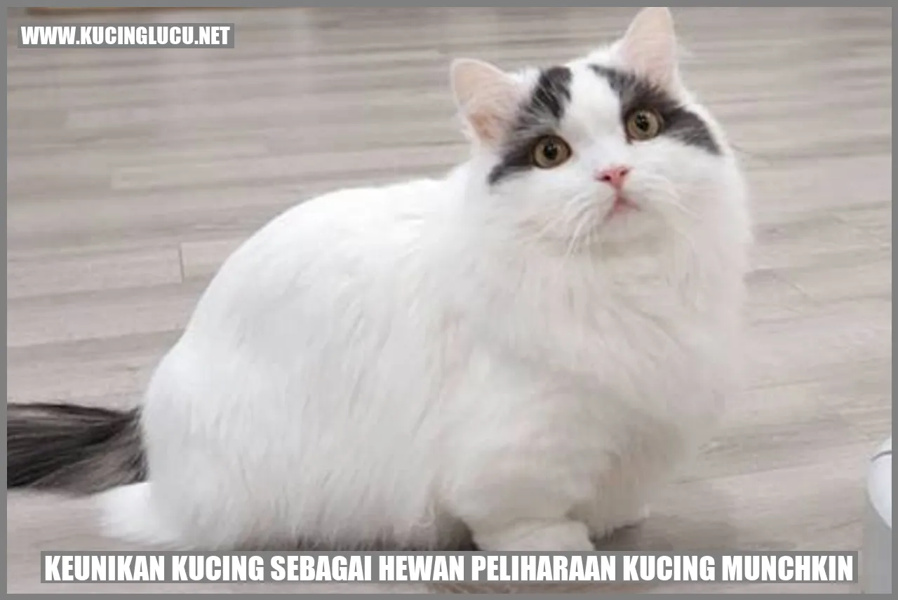 Kucing Munchkin