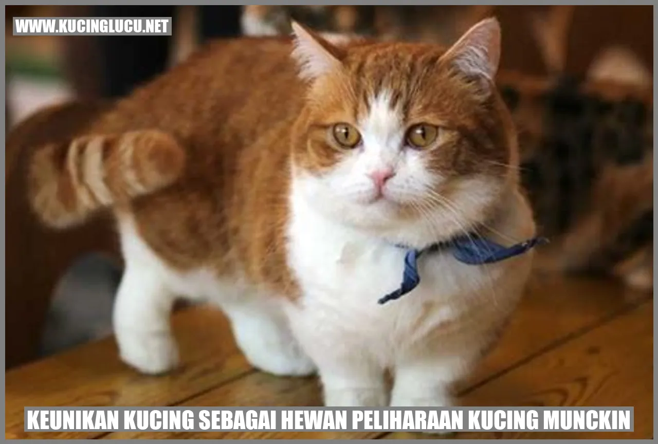 Kucing Munchkin