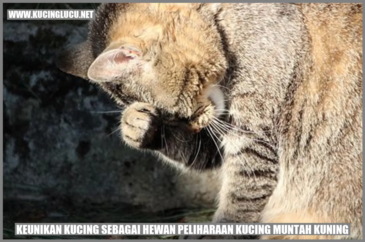 Kucing muntah kuning