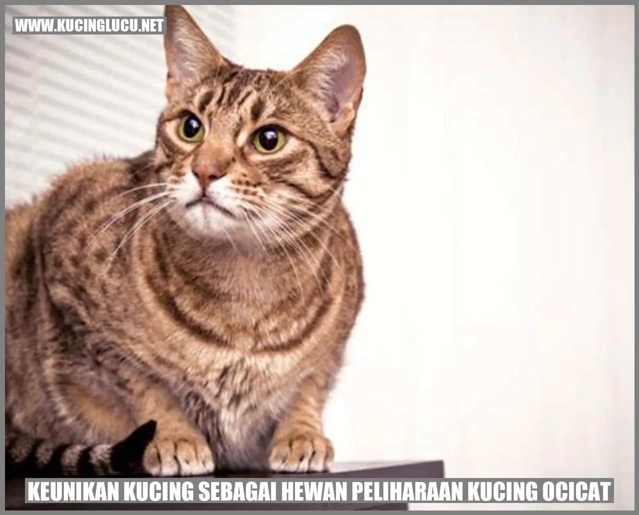 Gambar Kucing Ocicat
