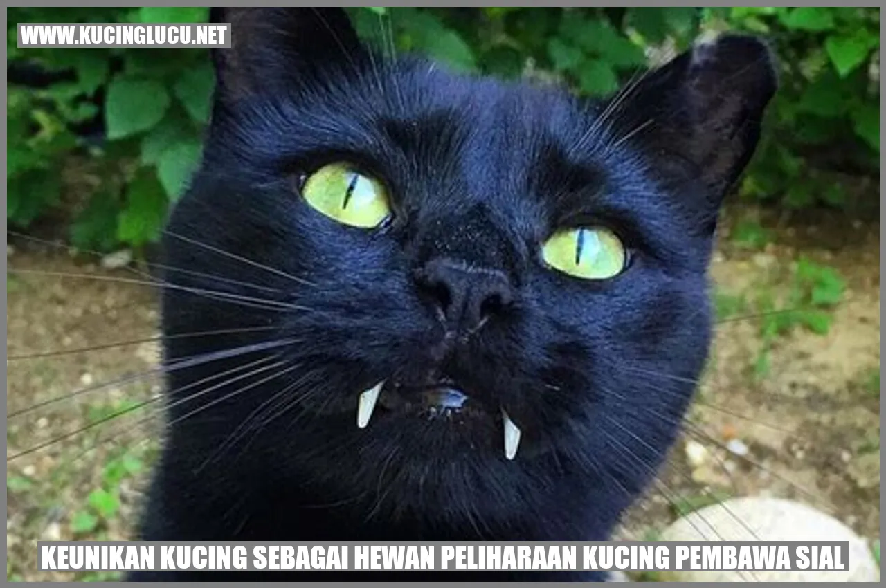 Kucing Pembawa Sial