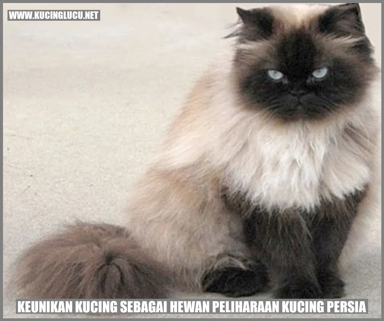 Kucing Persia