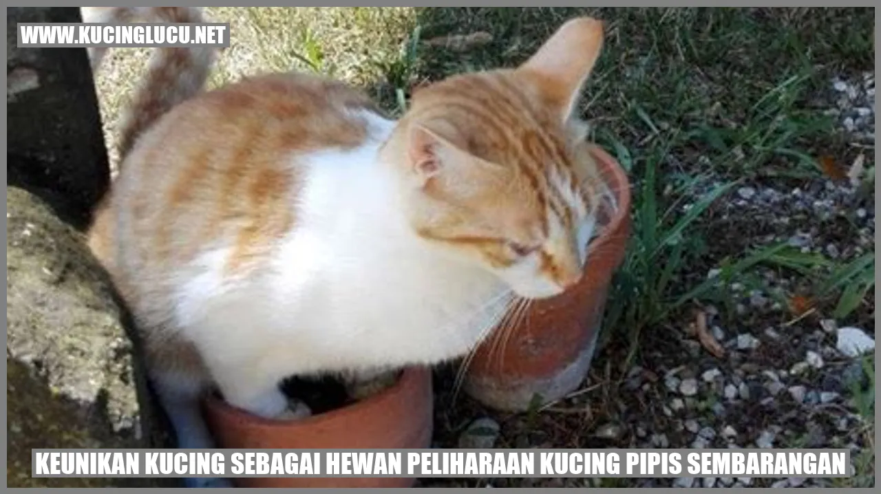 Kucing Peliharaan