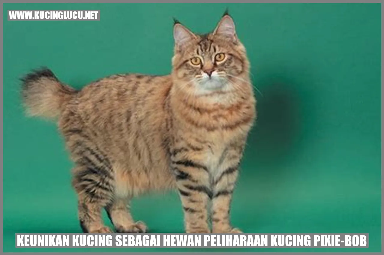 Kucing Pixie-Bob