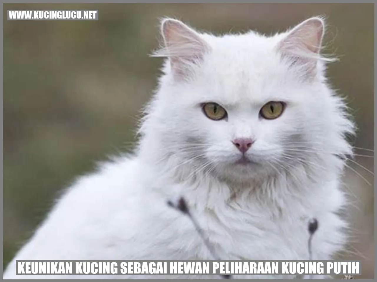 Kucing Putih