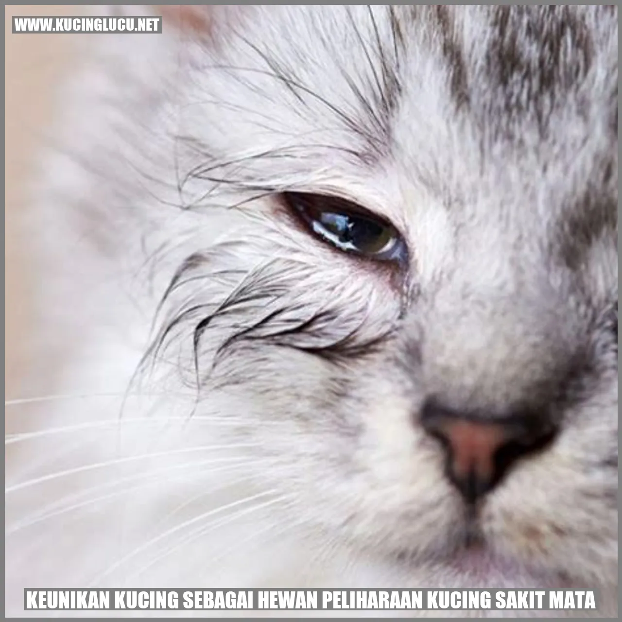 Kucing yang Unik dan Menarik