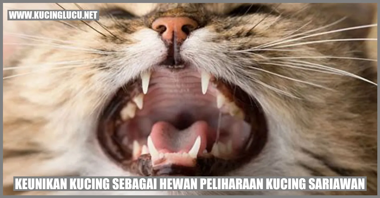 Kucing Lucu