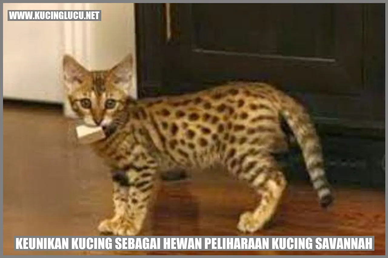Gambar Kucing Savannah