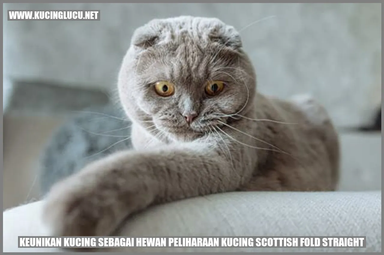 Kucing Scottish Fold Straight