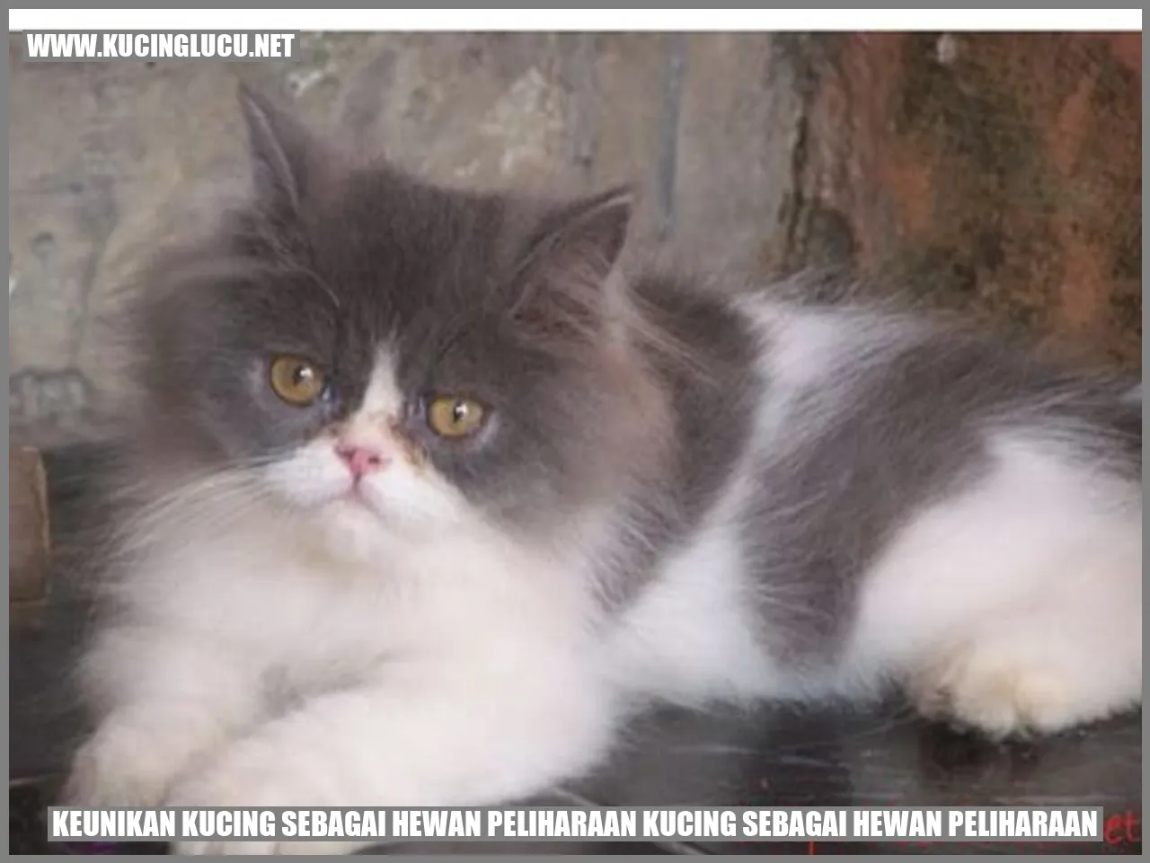 Gambar kucing menggemaskan