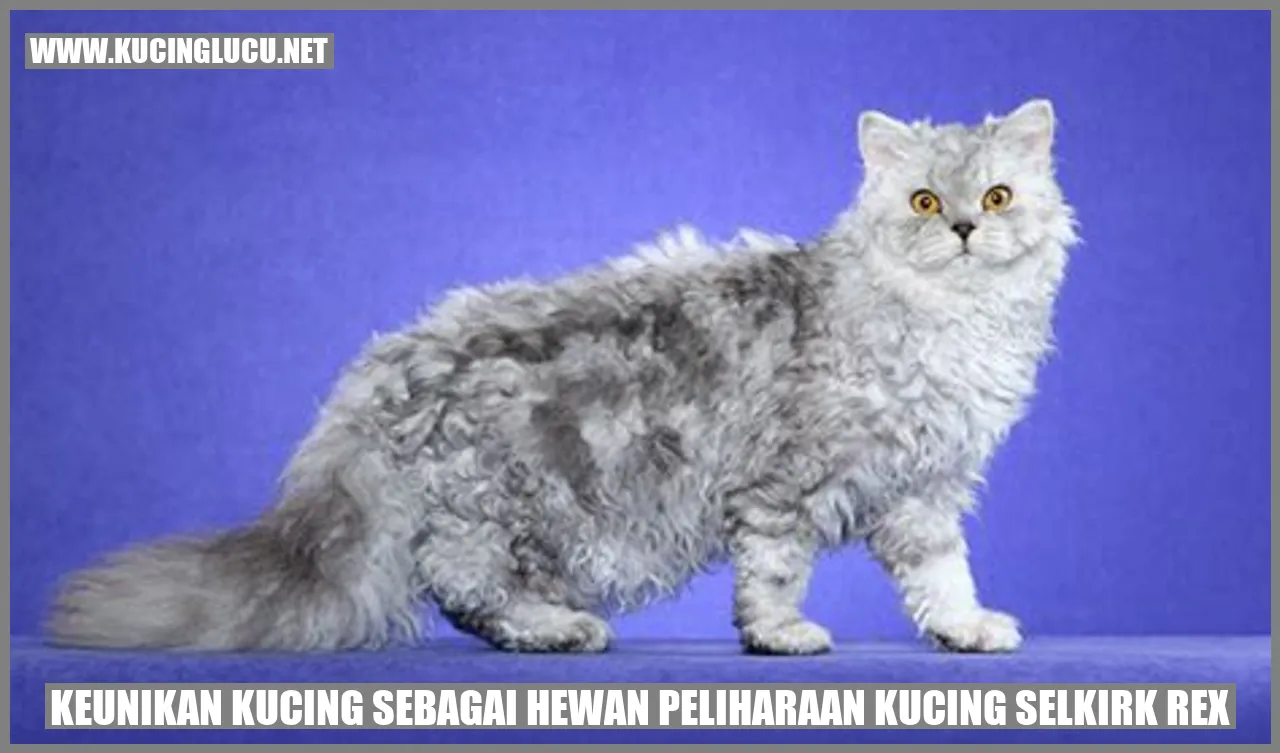 Kucing Selkirk Rex