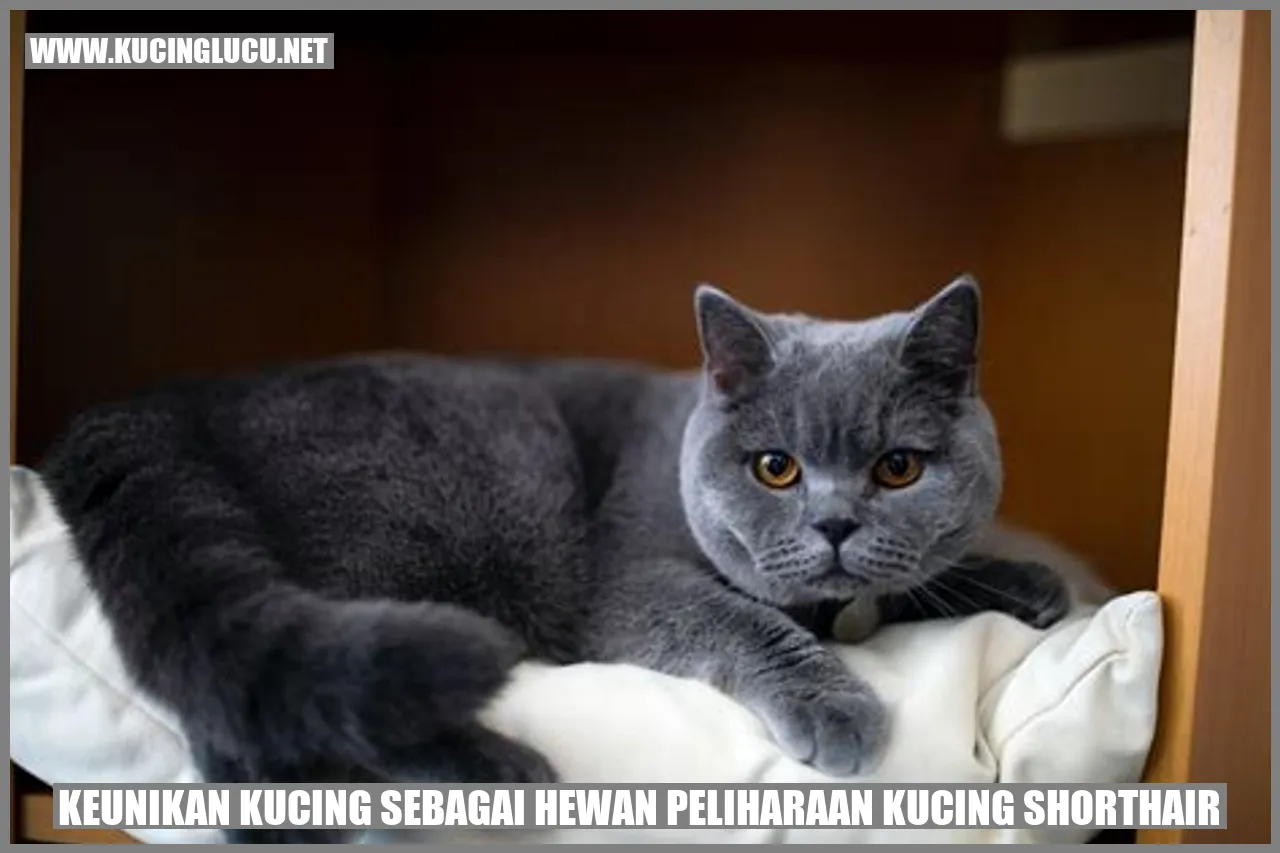 Kucing Shorthair