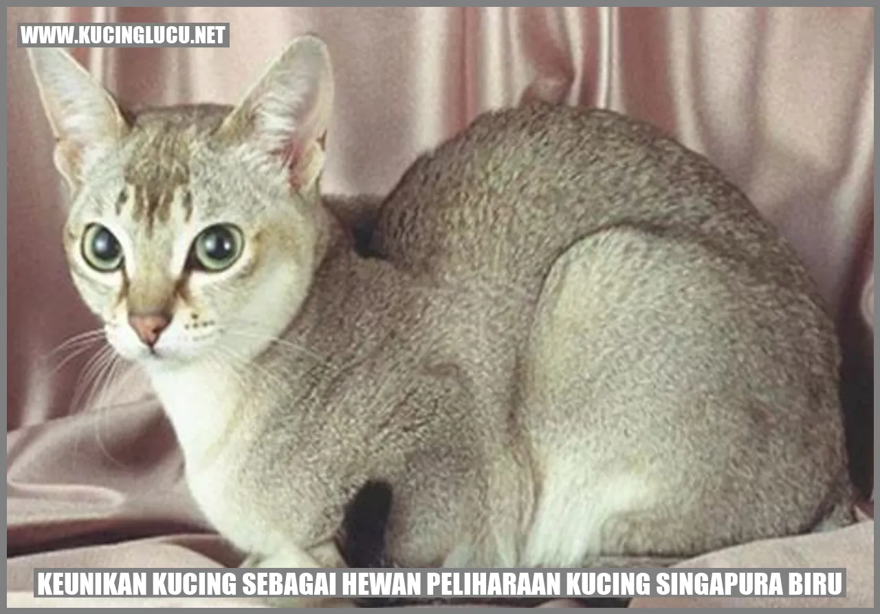 Kucing Singapura Biru