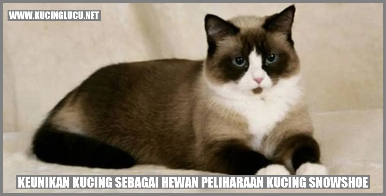 Keunikan Kucing Snowshoe
