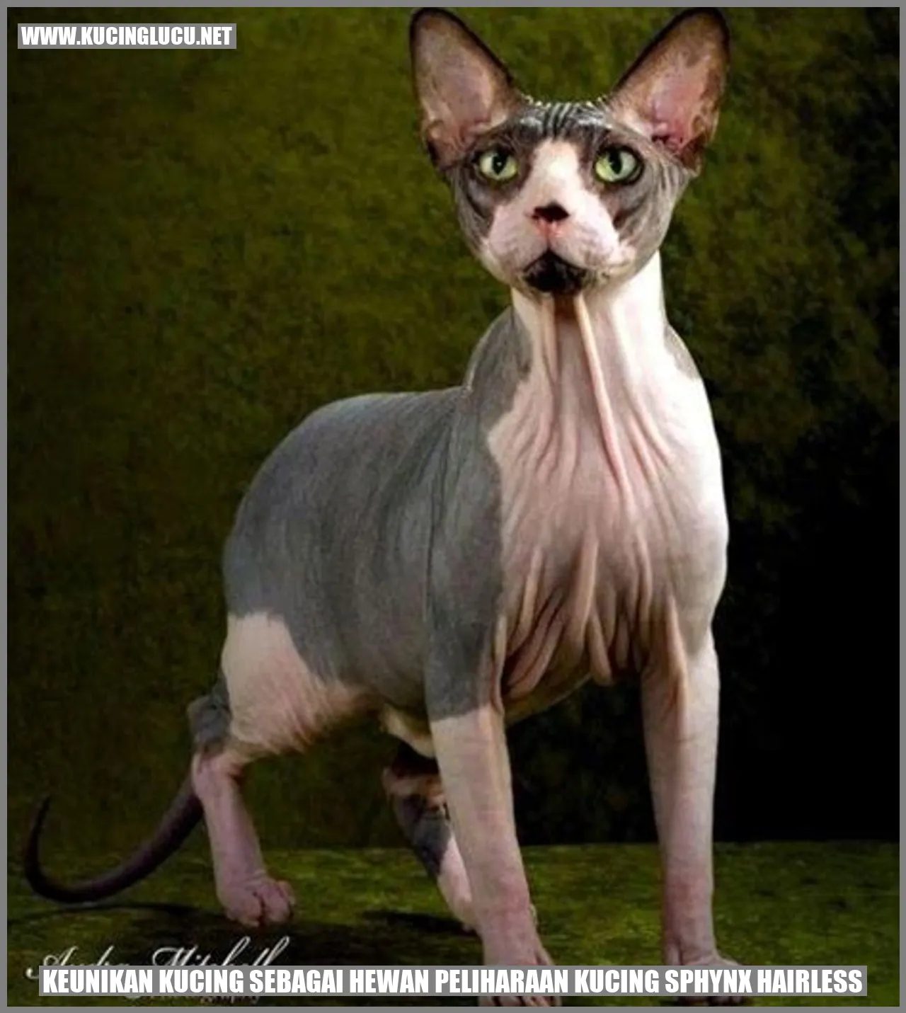Pesona Kucing Sphynx Hairless sebagai Hewan Peliharaan