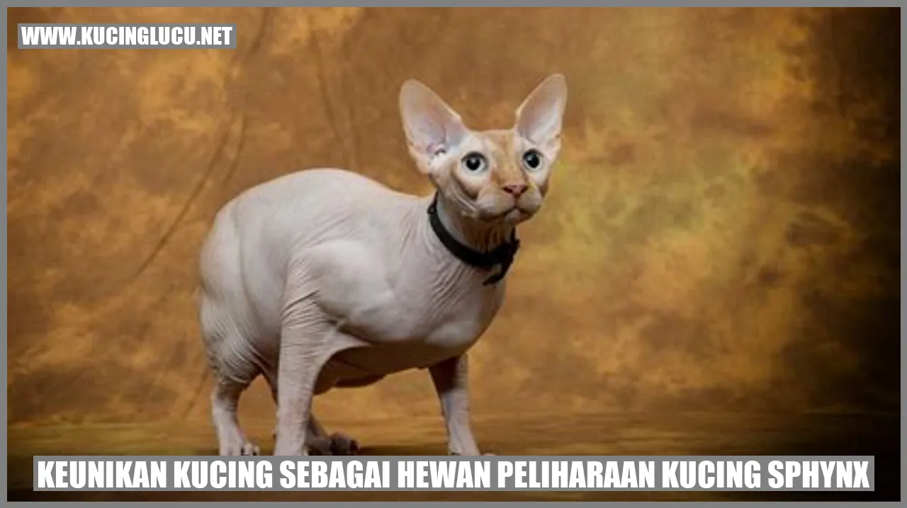 Kucing Sphynx