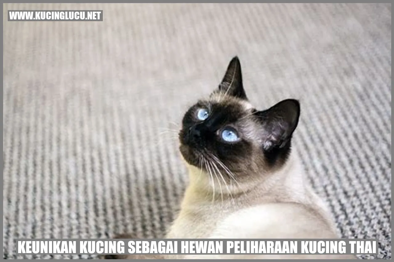 Kucing Thai