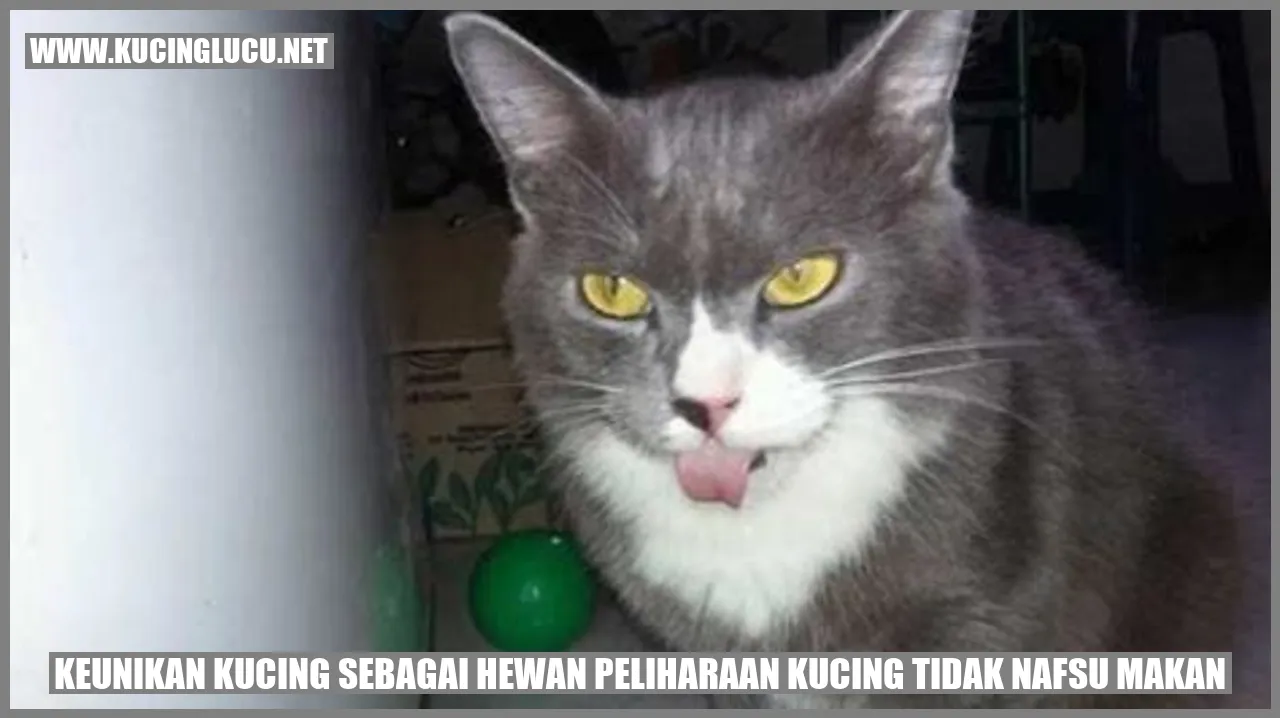 Kucing tak Nafsu Makan