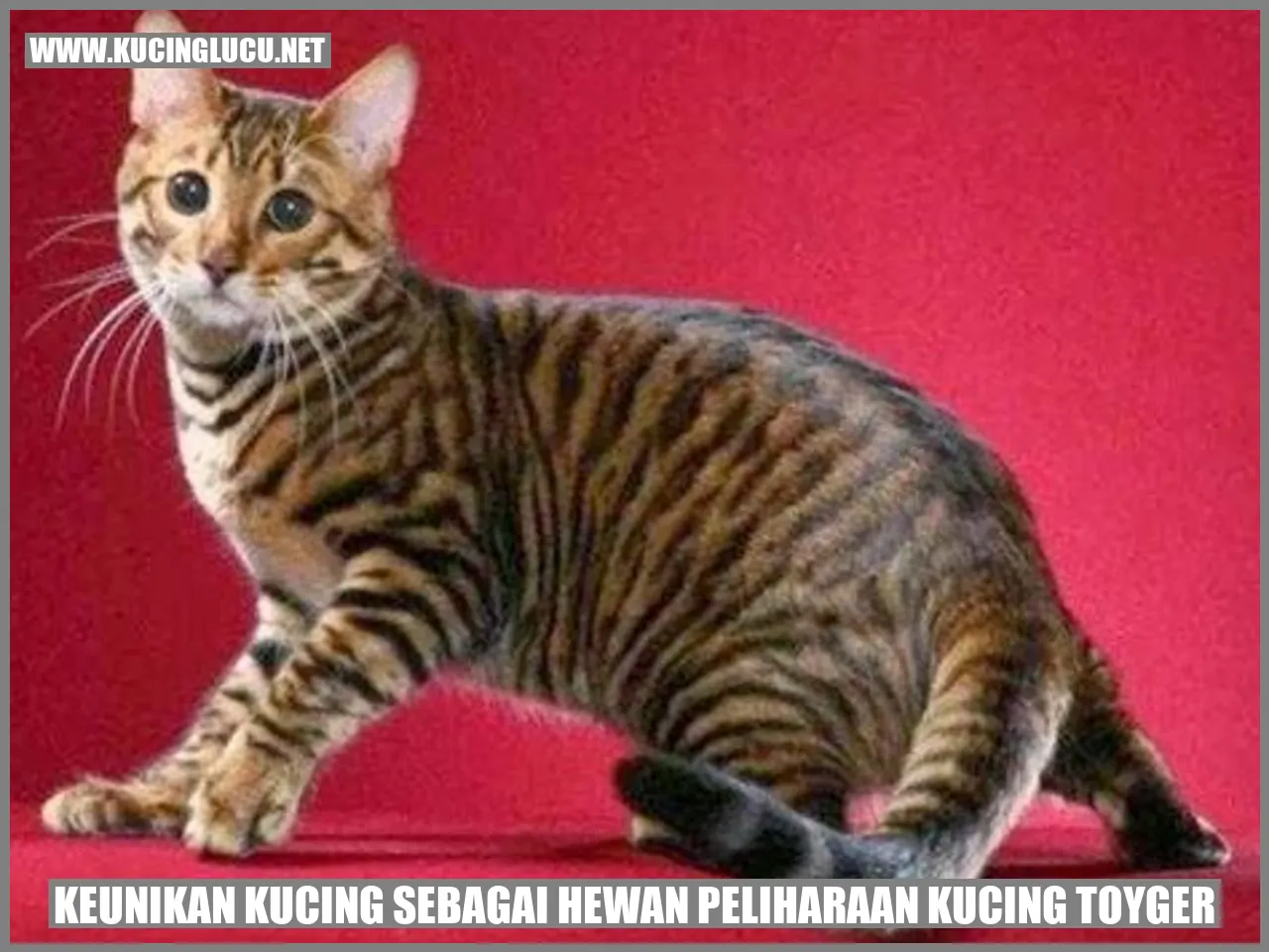 Kucing Toyger