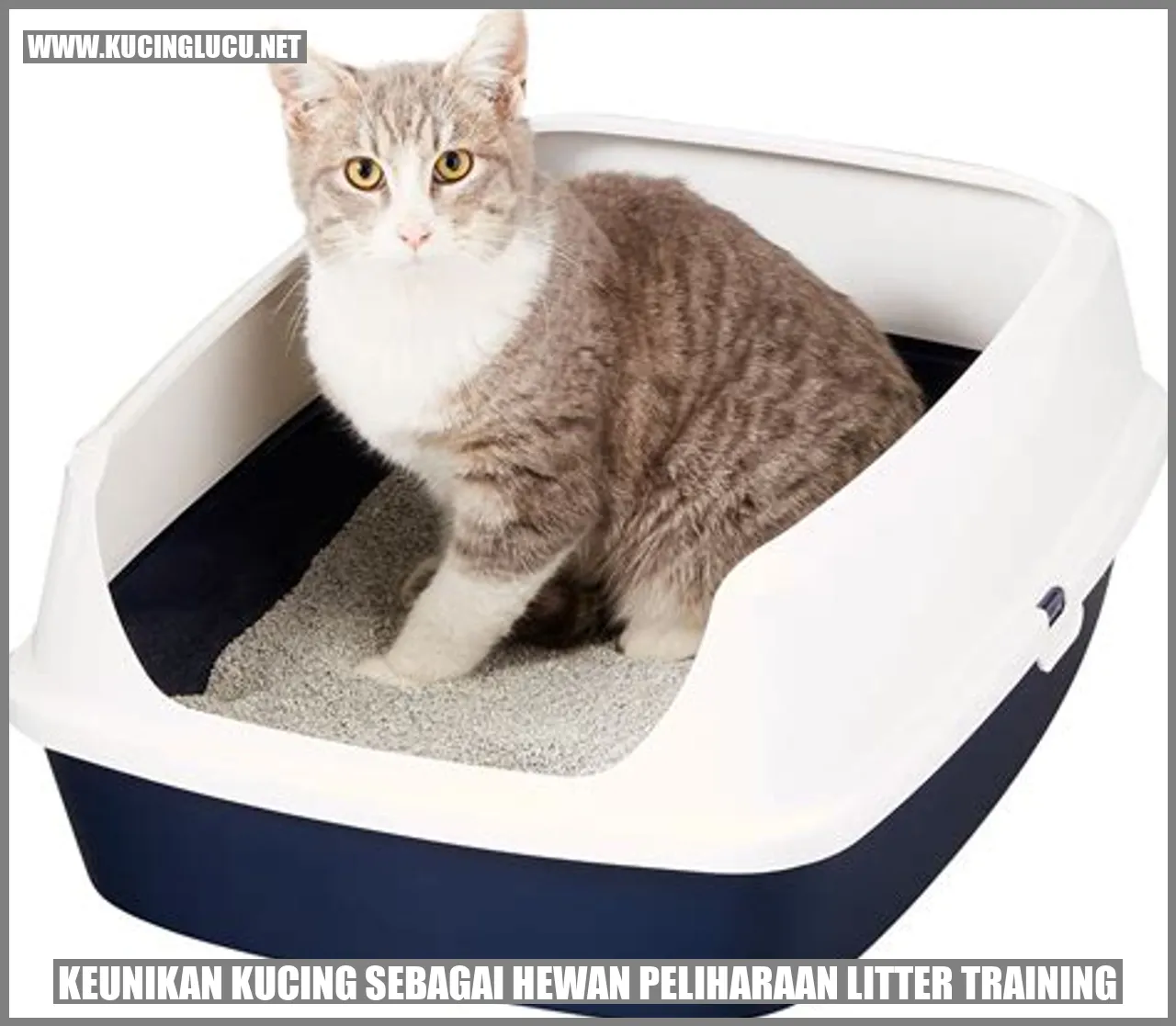 Kucing sedang menggunakan bak pasir