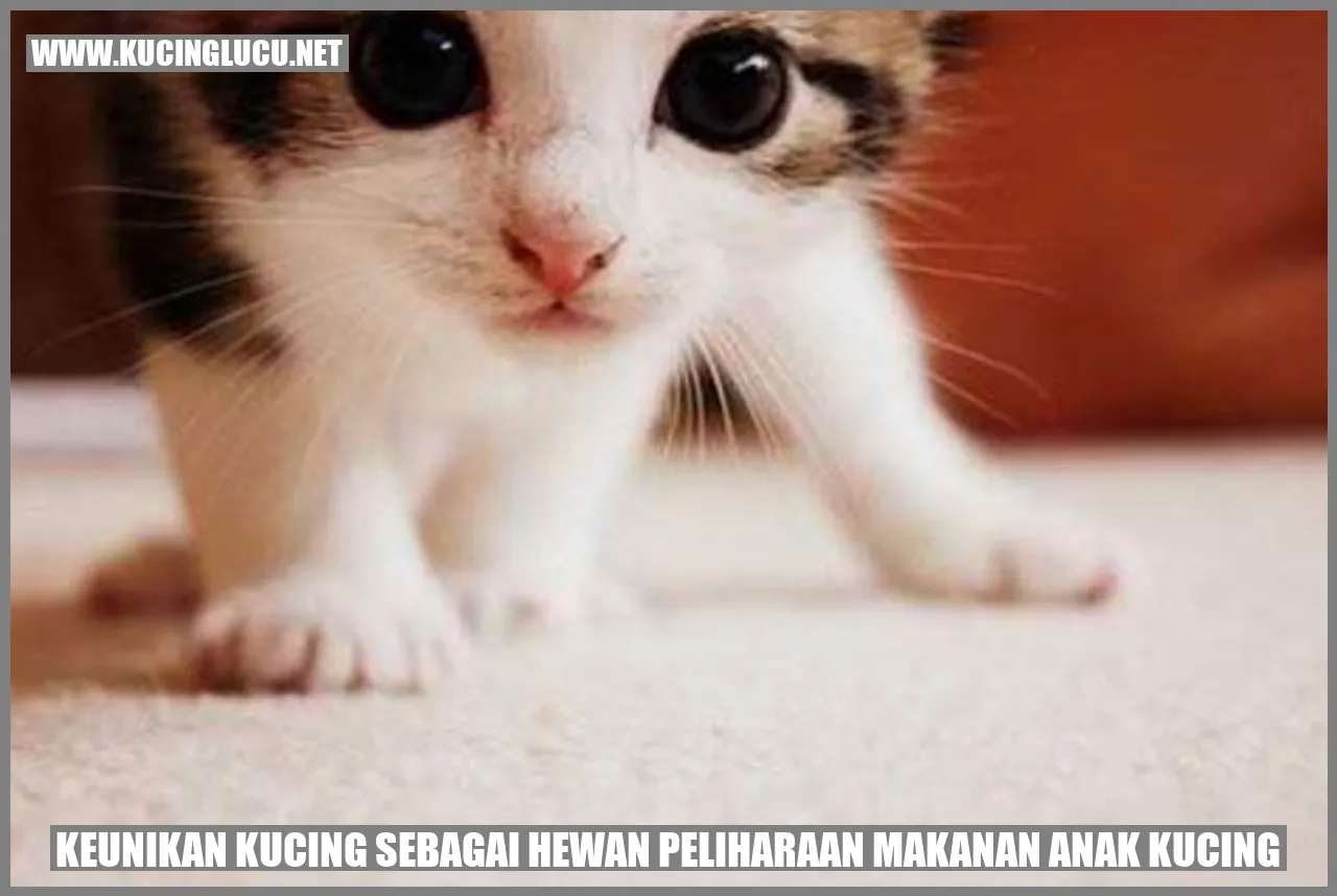 Gambar Kucing Menggemaskan