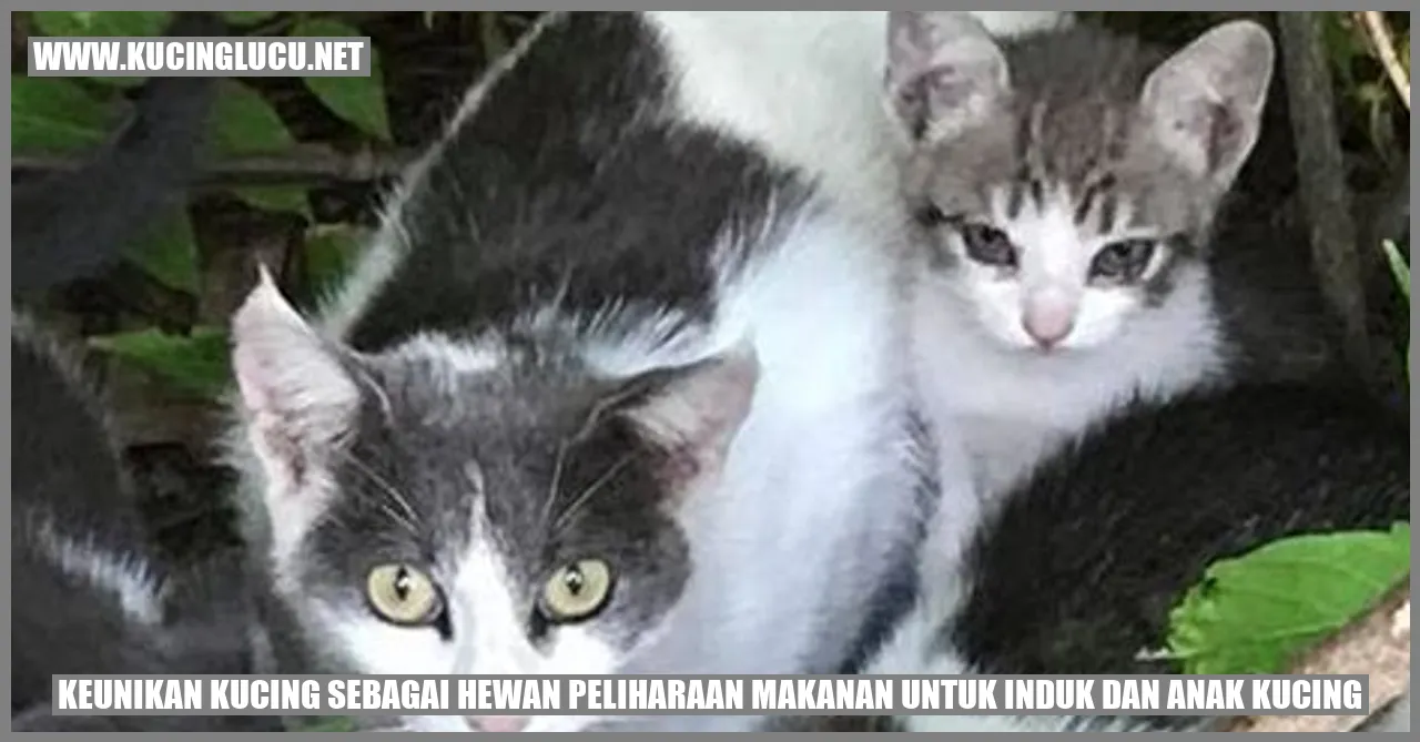 Keunikan Kucing sebagai Hewan Peliharaan
