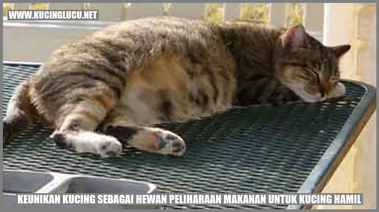 Keunikan Kucing sebagai Hewan Peliharaan