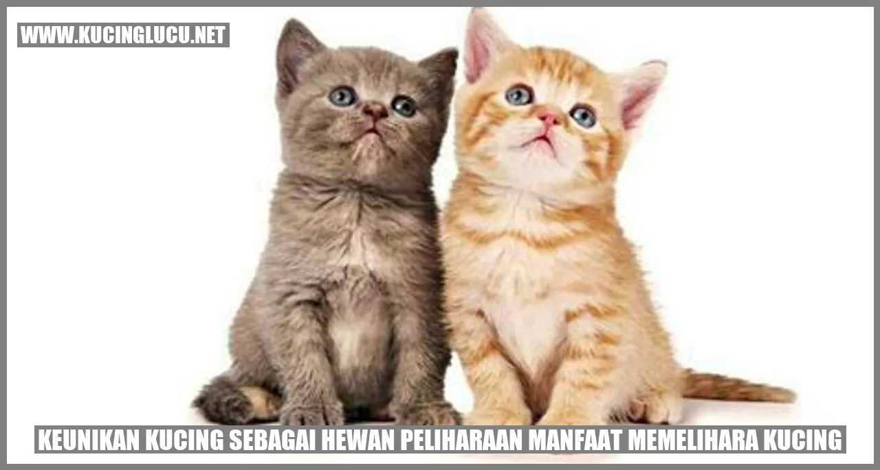 Kucing Menggemaskan