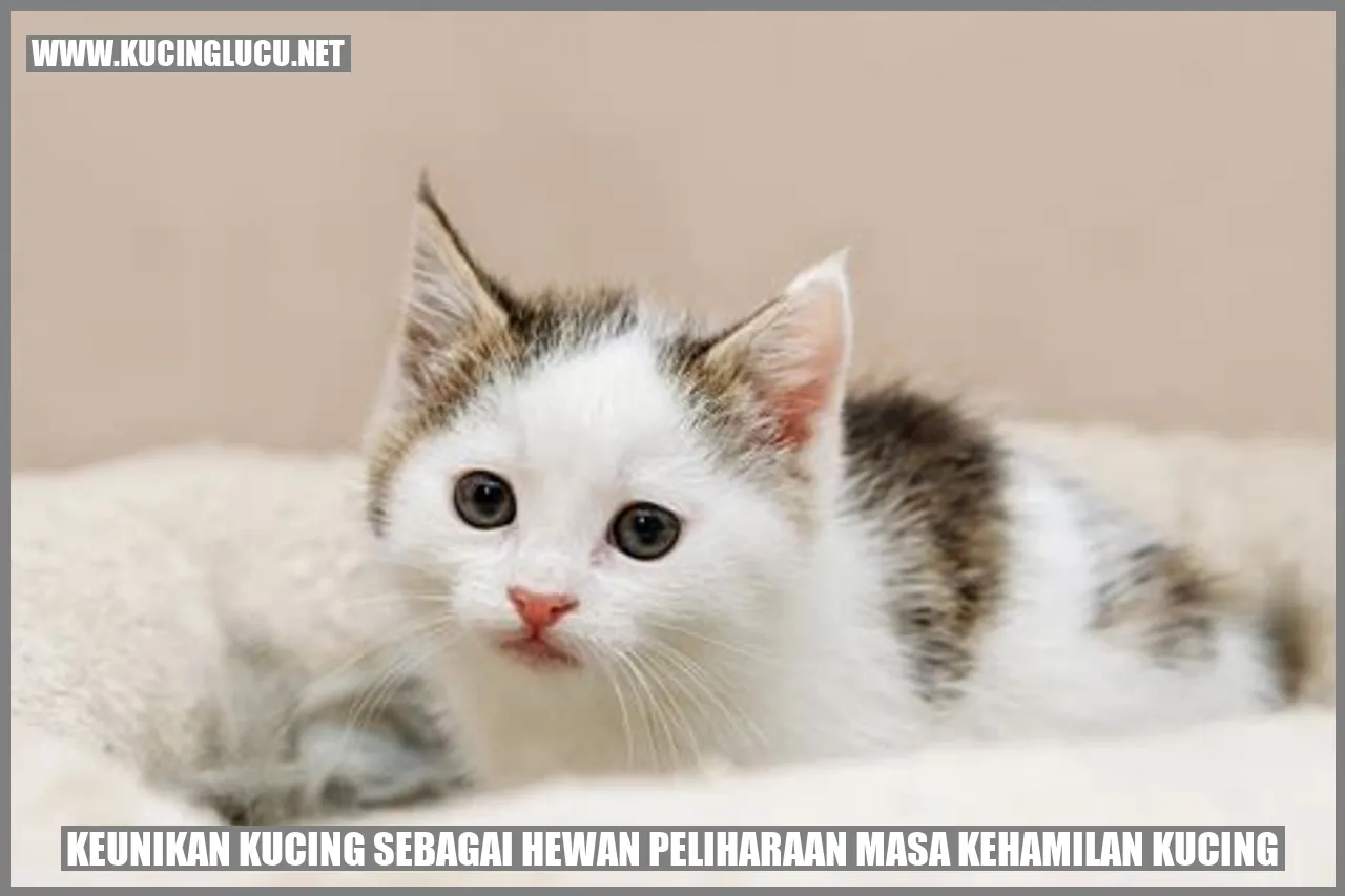Kucing Hamil