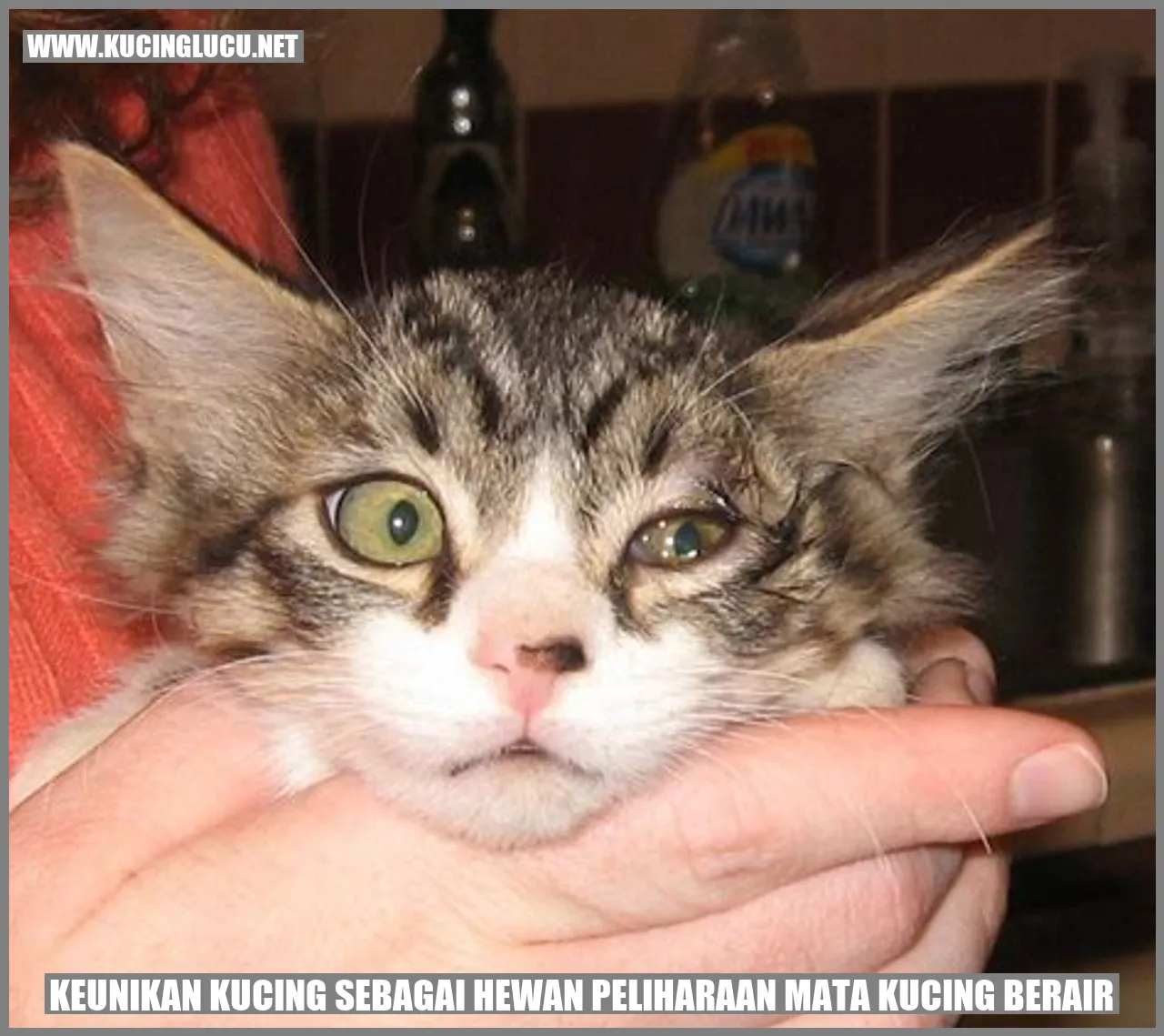 Kucing dengan mata berair yang menggemaskan