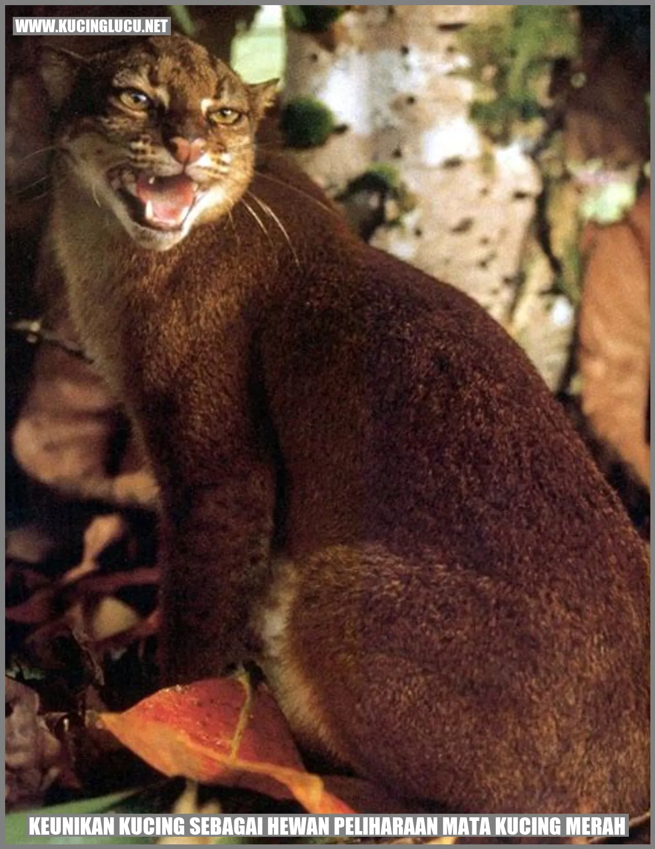Keunikan Kucing