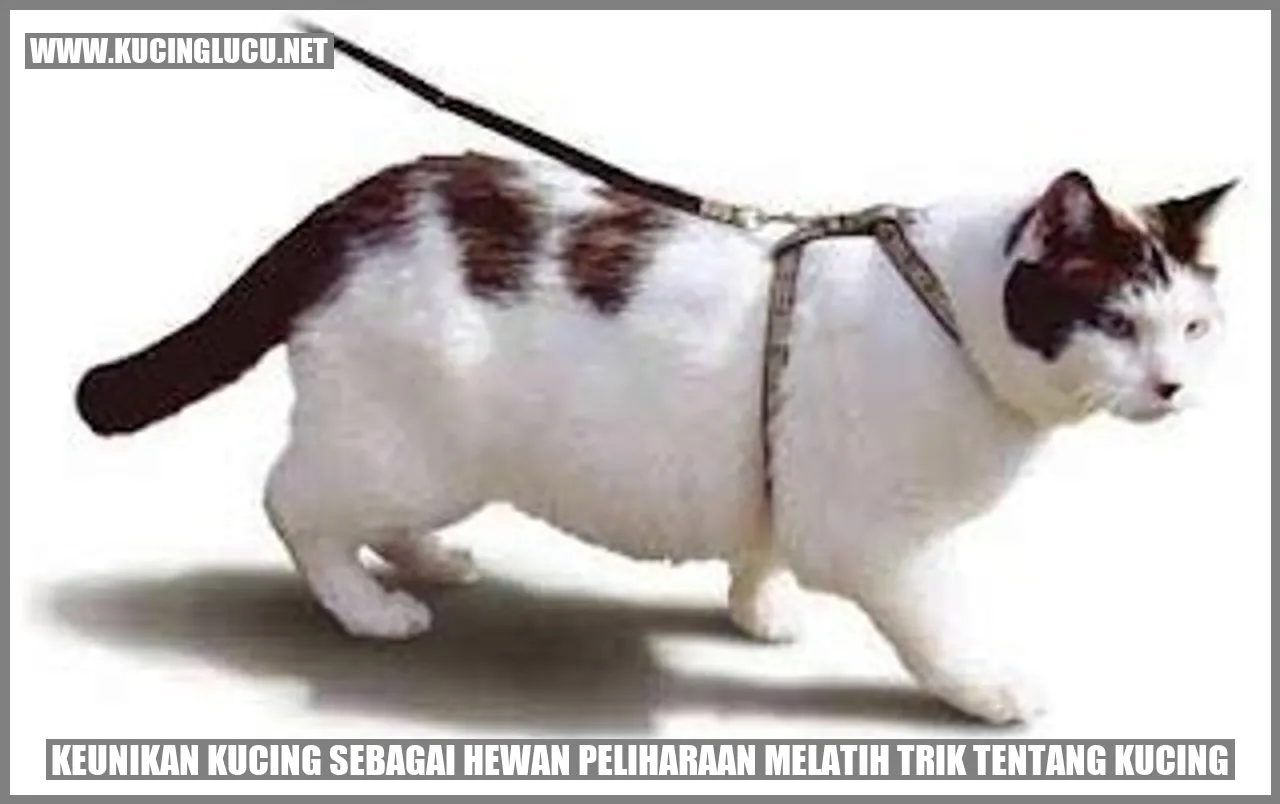 Gambar Kucing Peliharaan