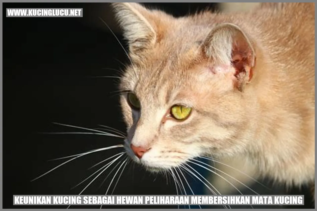 Kucing membersihkan mata