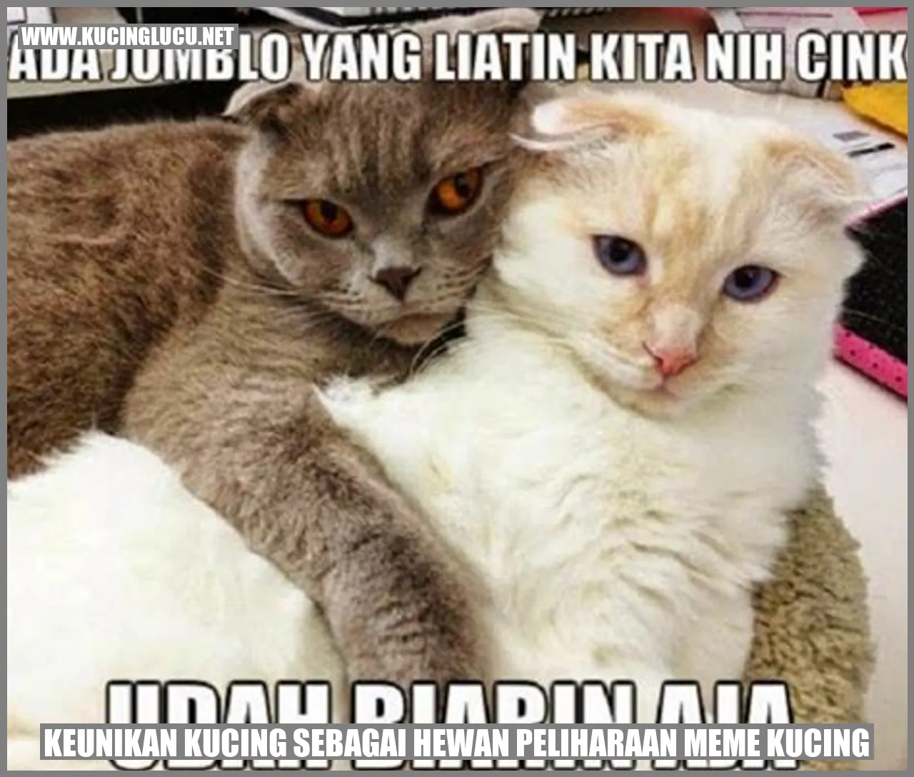Keunikan Kucing sebagai Hewan Peliharaan meme kucing