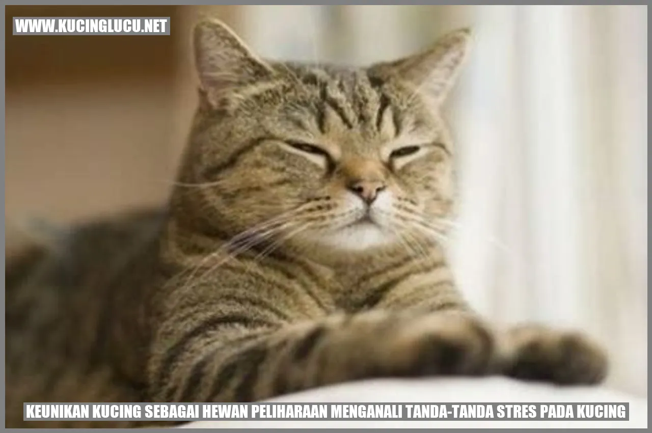 Gambar kucing yang menggemaskan