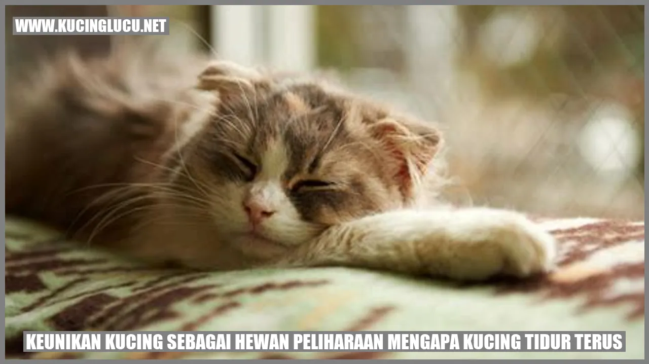 Keunikan Kucing sebagai Hewan Peliharaan