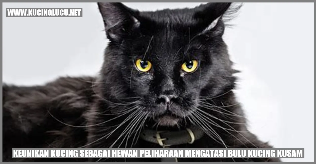 Kucing Mengatasi Bulu Kucing Kusam