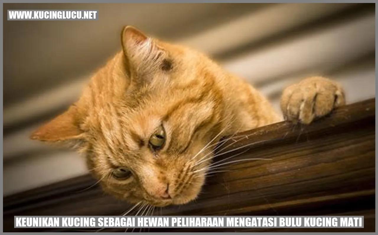 Kucing yang mengatasi bulu mati