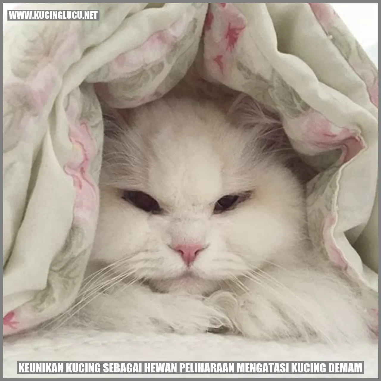 Gambar kucing mengatasi kucing demam