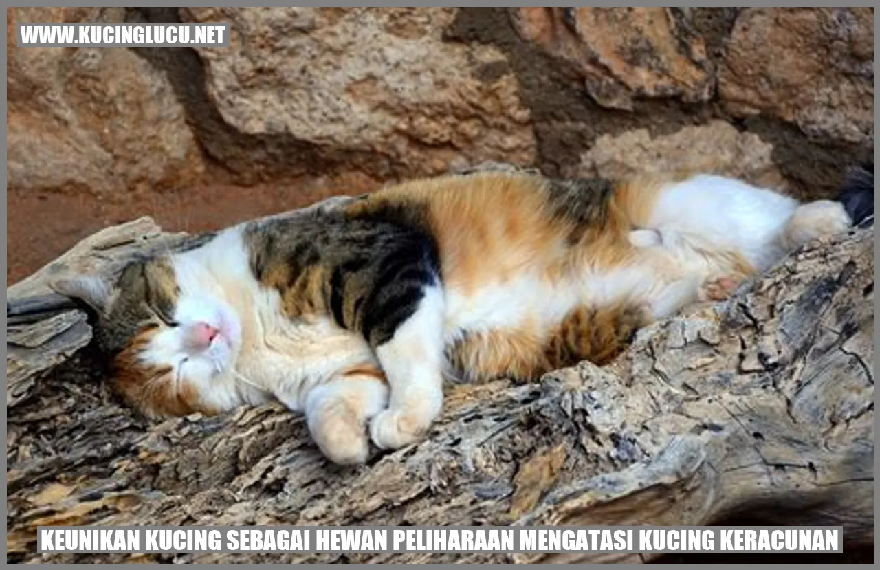 gambar kucing