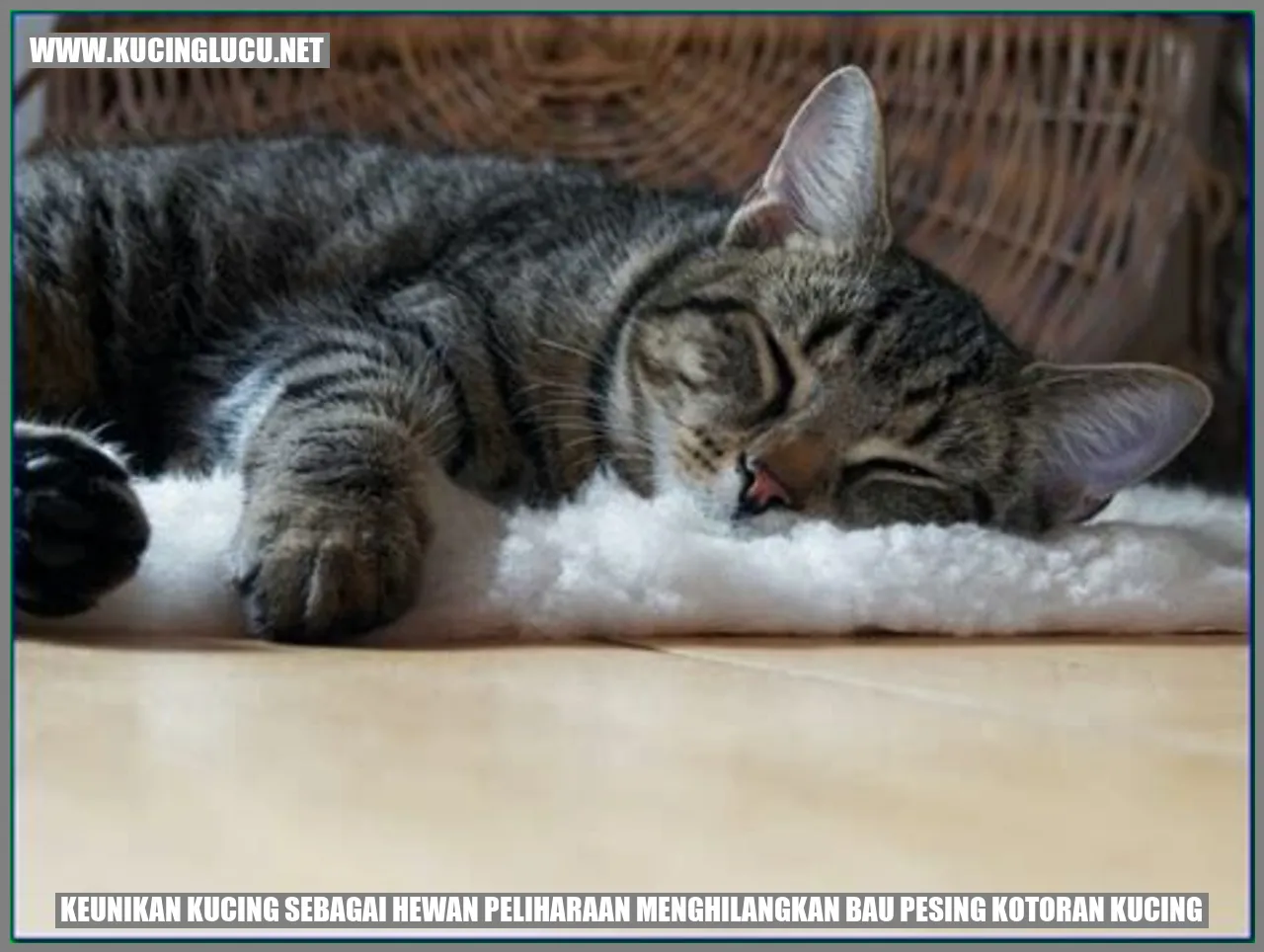 Keunikan Kucing sebagai Hewan Peliharaan
