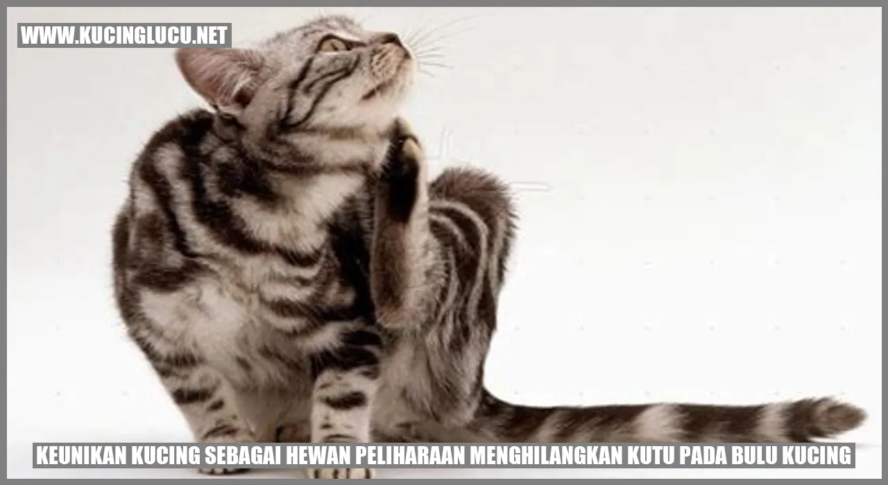 Kucing dengan bulu bersih dan sehat