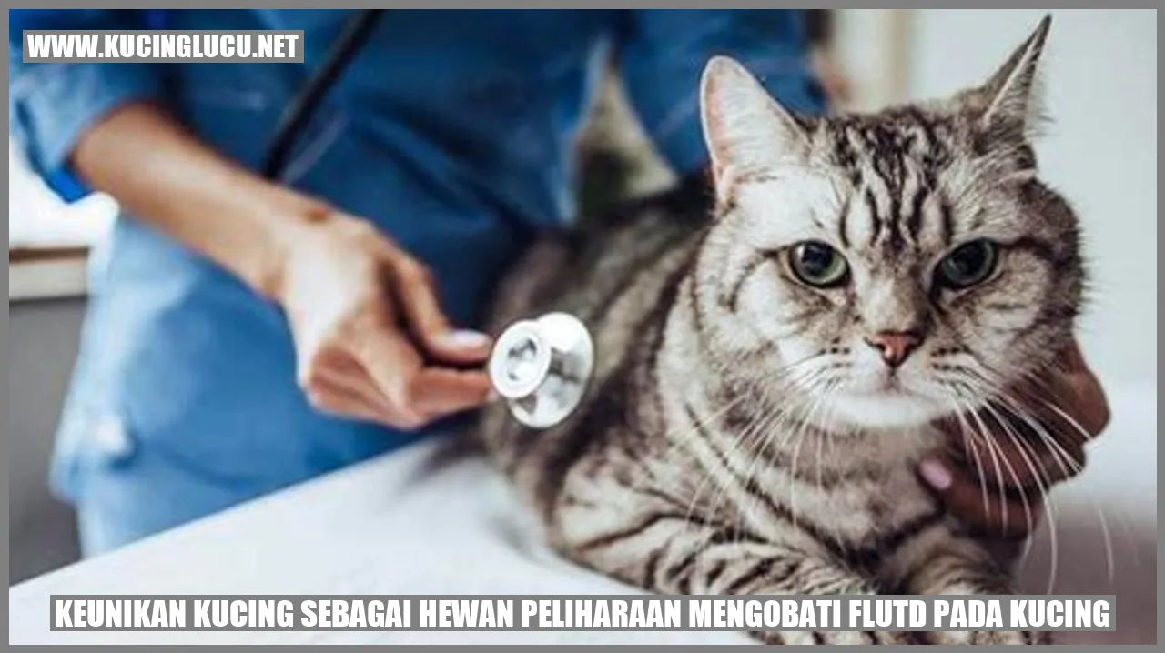 Kucing mengobati flutd pada kucing