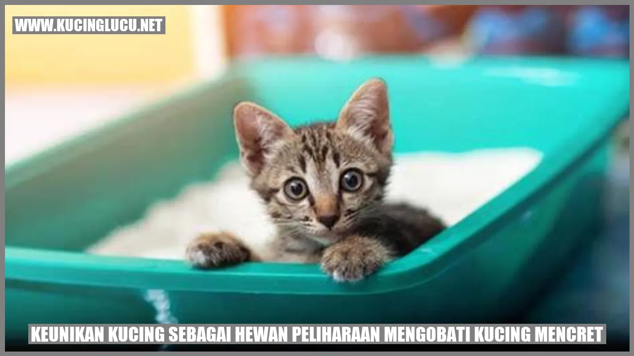 Kucing Mengobati Kucing Mencret