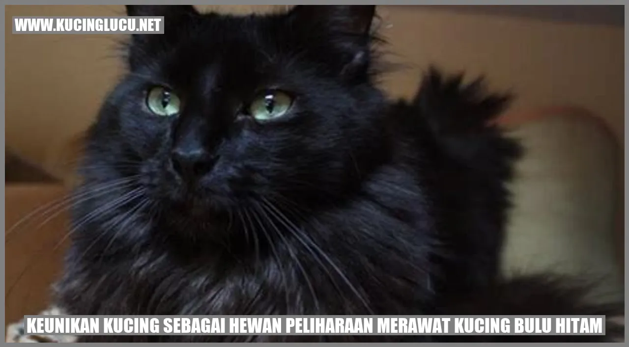 Kucing bulu hitam