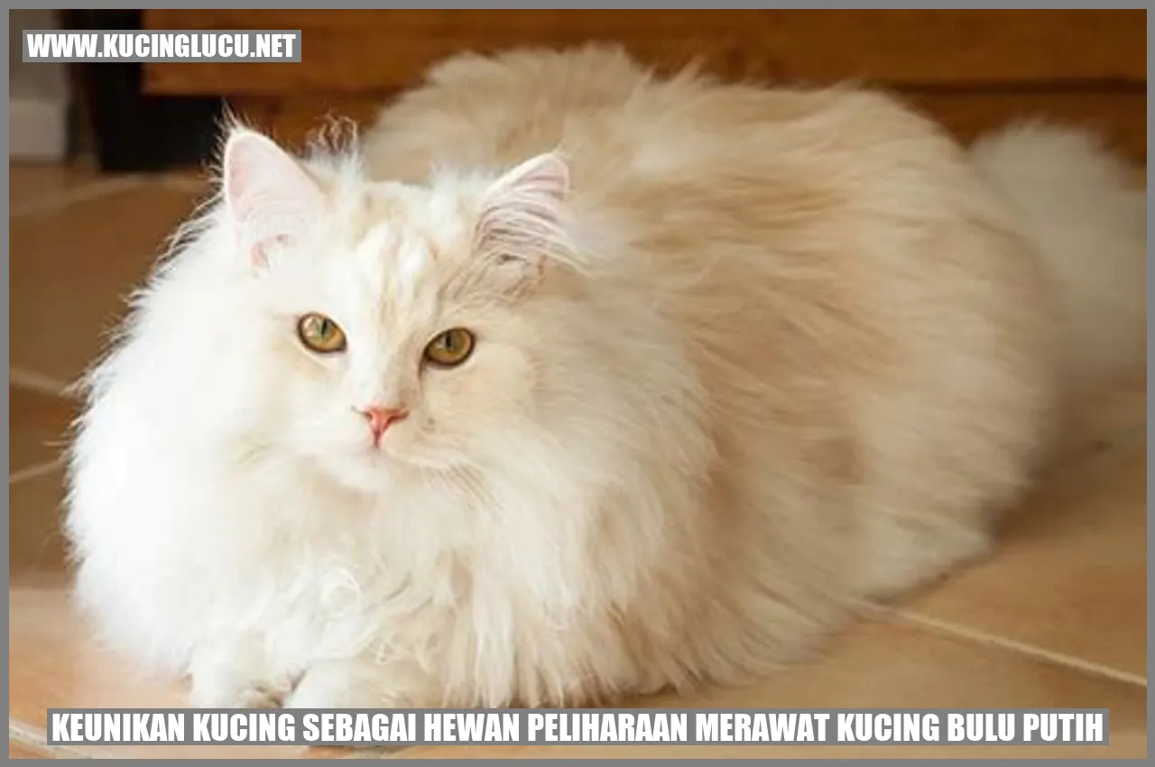 Kucing berbulu putih yang indah
