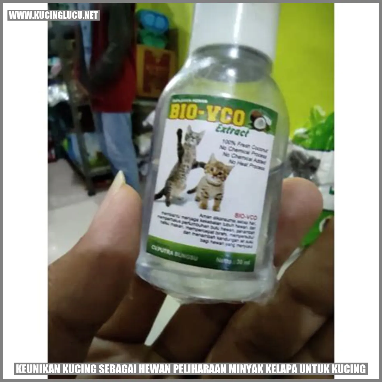 Gambar Kucing yang Menggemaskan